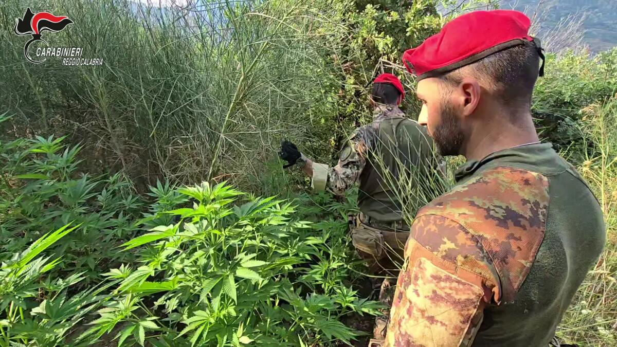 Rinvenuta nell’Aspromonte reggino una piantagione di canapa indiana -