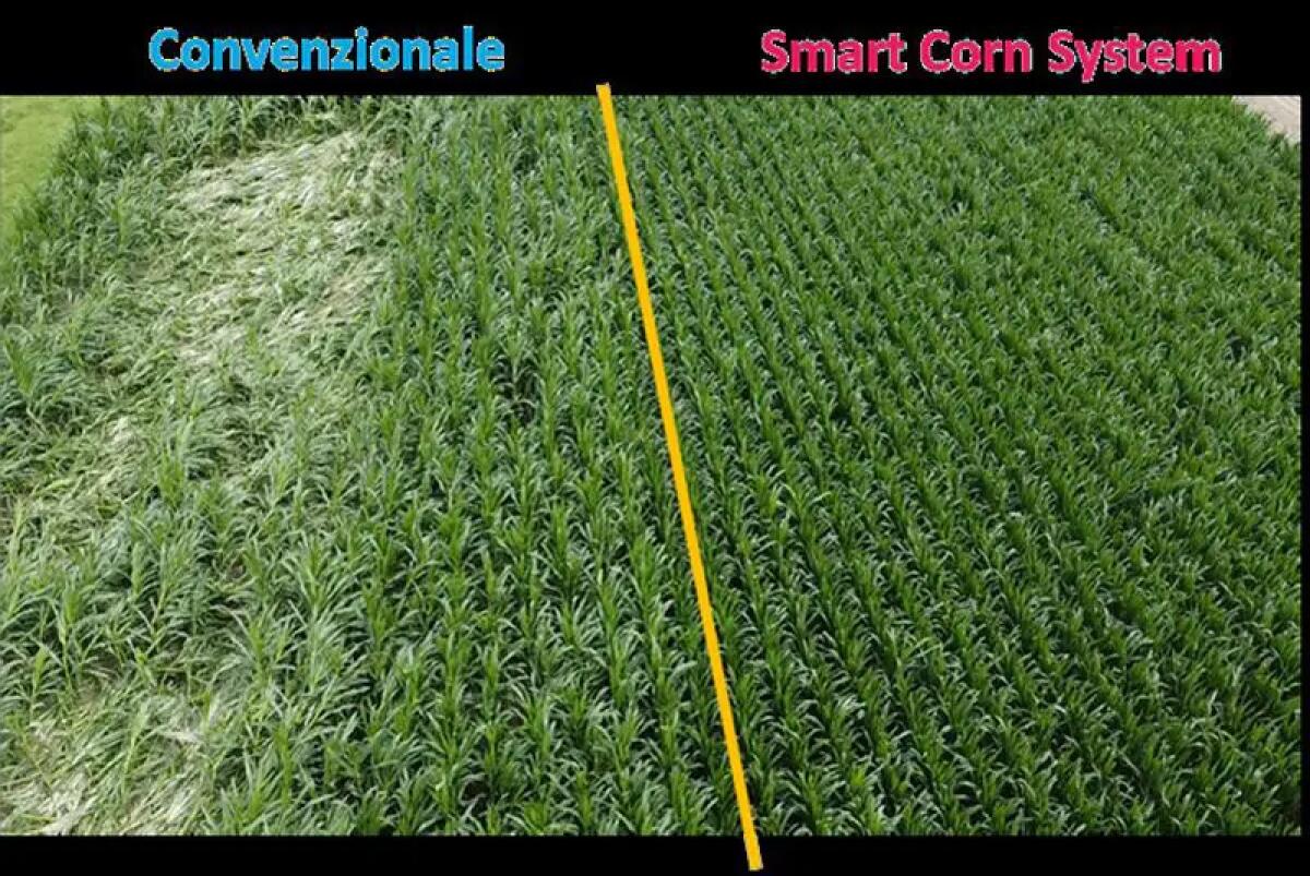 Preceon, il futuro del mais si sviluppa con Bayer in Italia - 