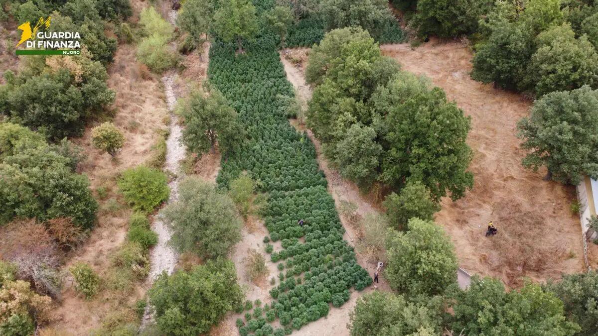 Sequestrate nel Nuorese due tonnellate e mezzo di droga - 