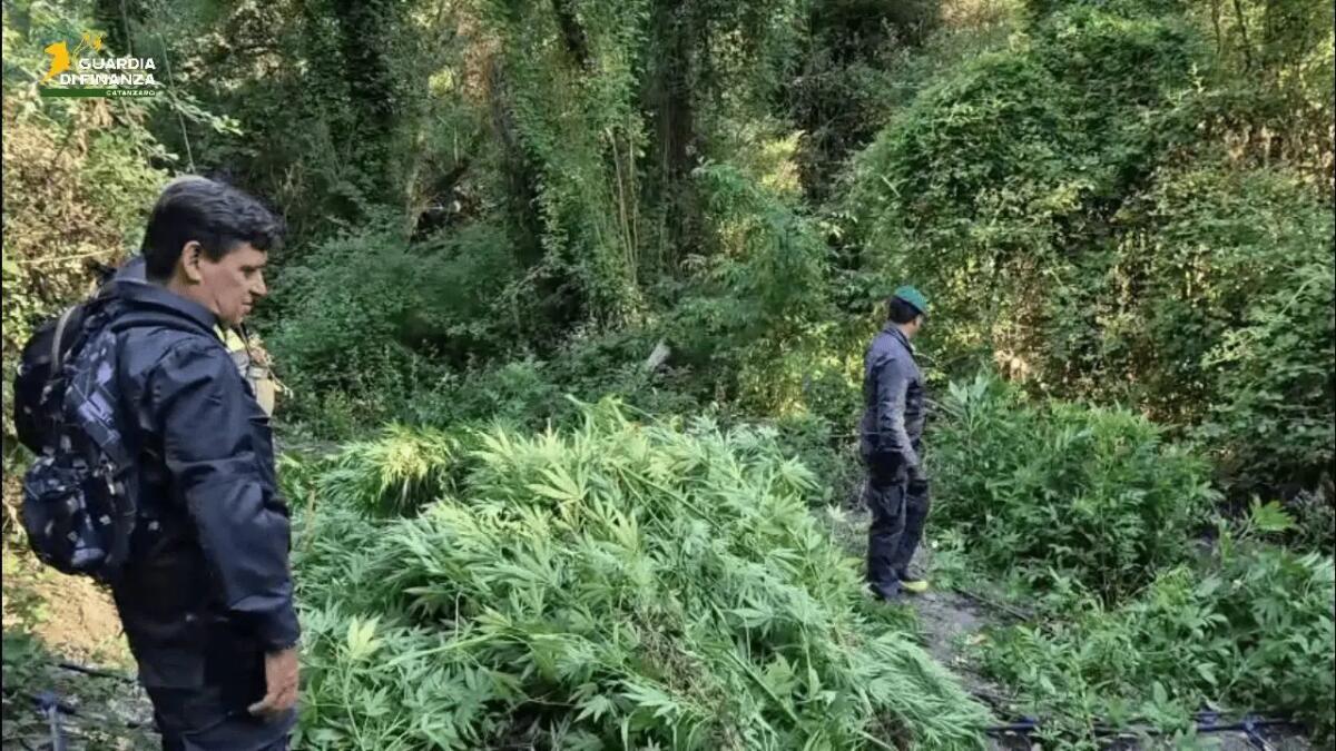 Vaste piantagioni di canapa per 3 milioni di euro, maxi-sequestro nel Catanzarese - 