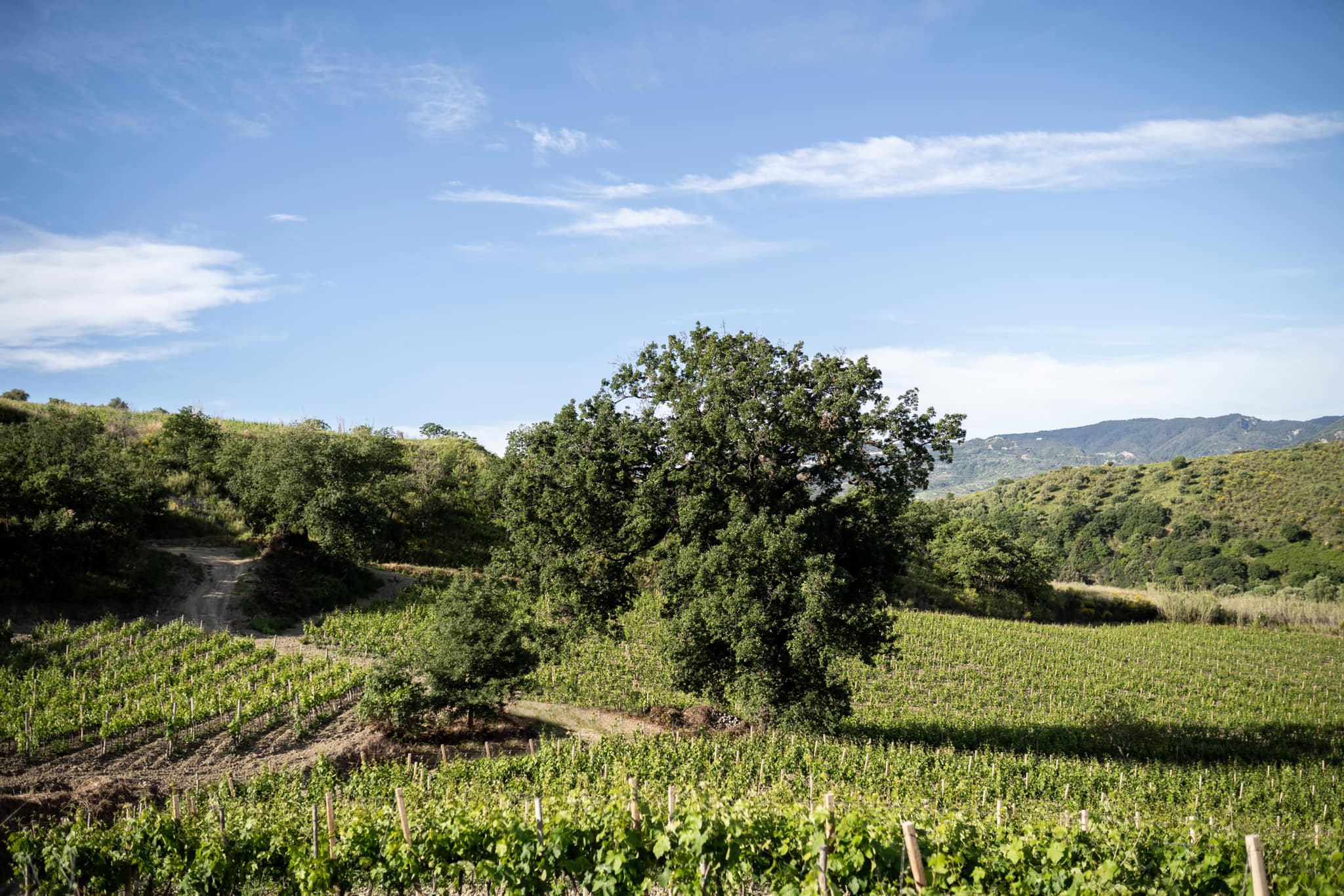 Cirò, strade rurali: sboccati 150 mila euro della PAC per la Zona Vallo -