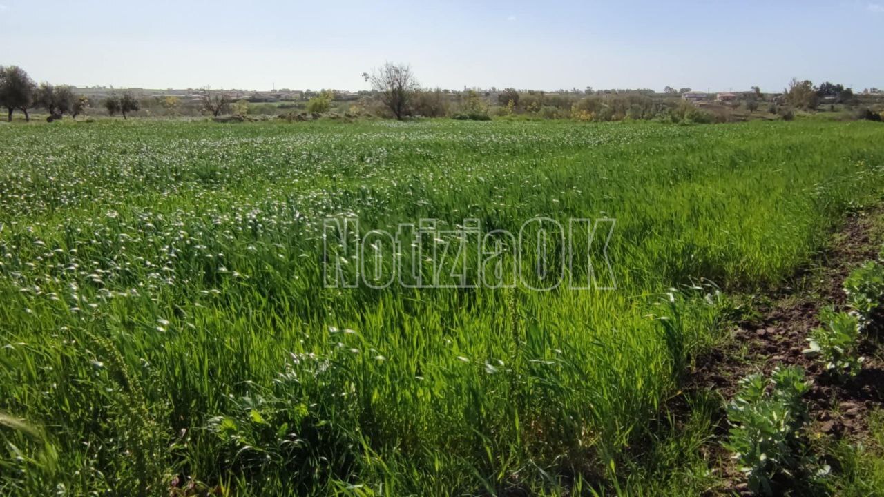 Agricoltura, domanda unica 2025: pagamenti anticipi per circa 40mln di euro -