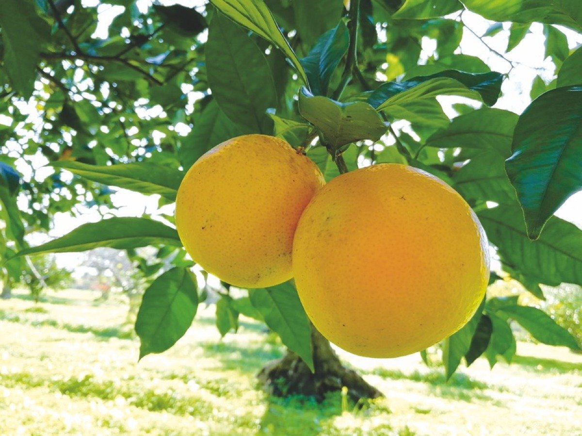 Regione Calabria, Agroalimentare: bando da 20 milioni per innovazione e competitività  - 