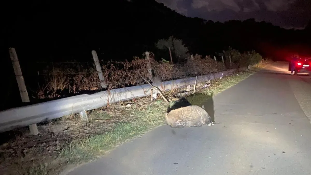 Papanice, incidente causato da un cinghiale su Via Adda - 