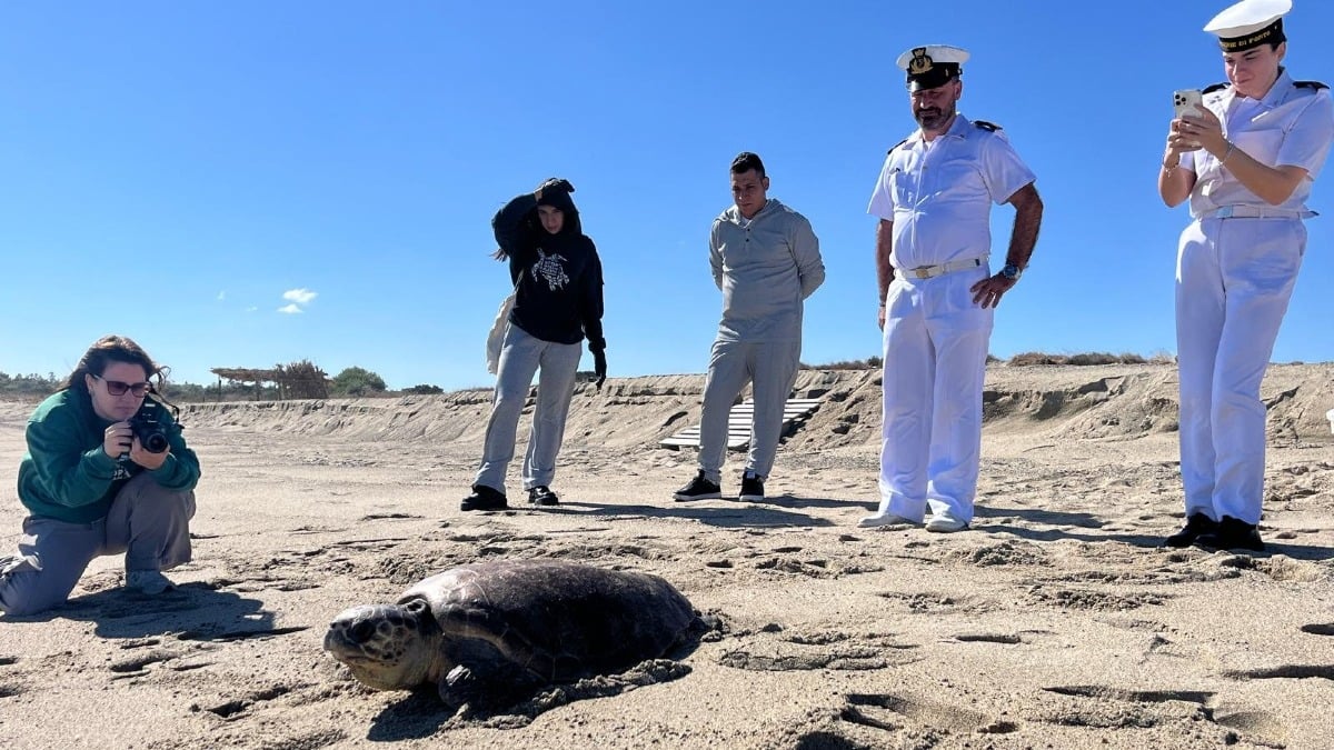 Liberata a Strongoli Marina Lorenza, la tartaruga caretta caretta salvata dal WWF di Crotone - 