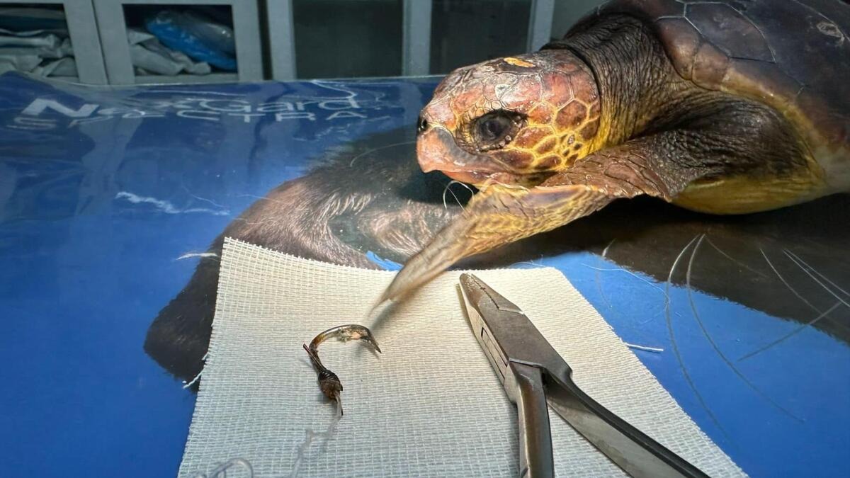 Tartarughe marine, oltre 1.200 piccoli verso il mare: un anno di successi per il CRTM e l’Acquarium di Capo Rizzuto - 
