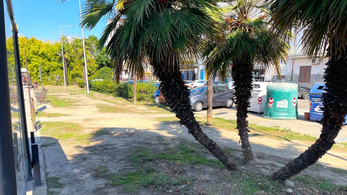 Nei quartieri di Crotone, Corso Mazzini testimone di un verde che non c'è più -