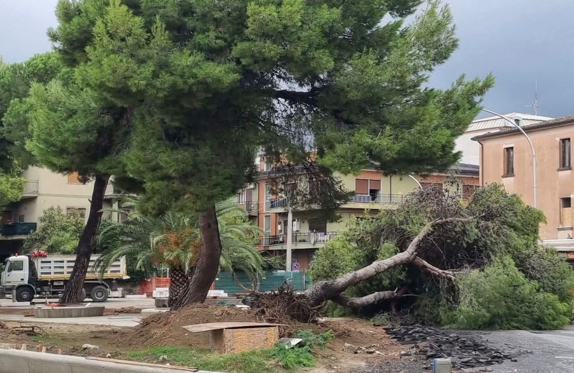 Alberi tagliati a Schiavonea, Giovani Movimento Territorio: «Schiaffo alla memoria» -