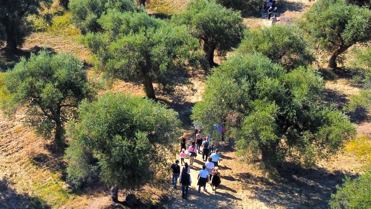 Camminata tra gli Olivi a Corigliano-Rossano: cultura, natura e pace -