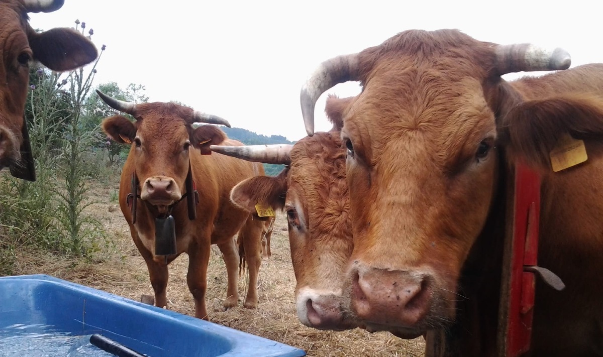 Nasce “Natura Carne”, la filiera corta che valorizza la zootecnia del Reventino - 