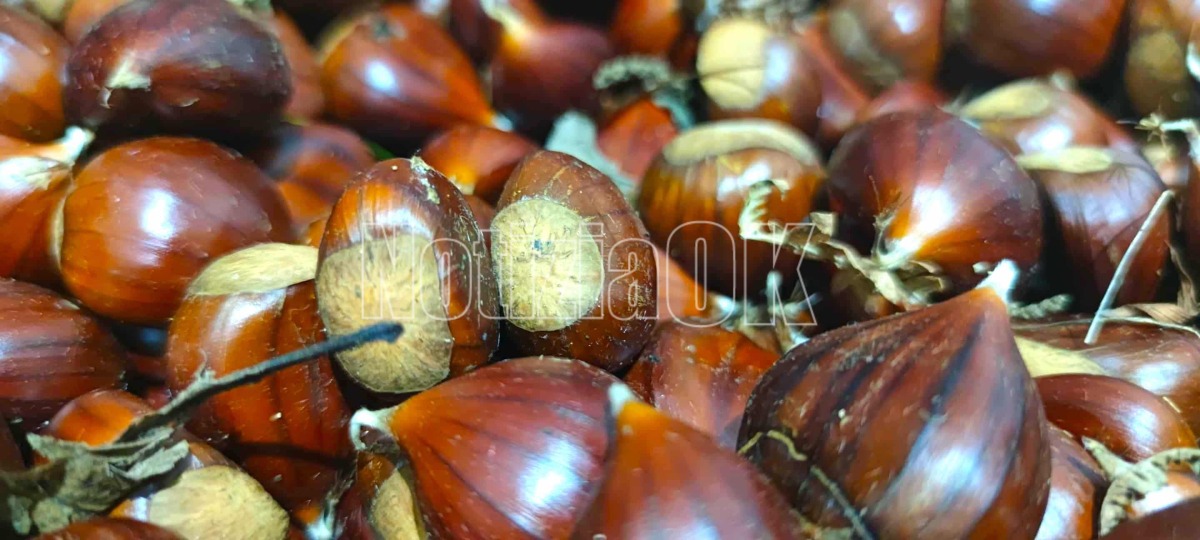 Serrastretta: torna la storica “Sagra della Castagna” di Angoli -