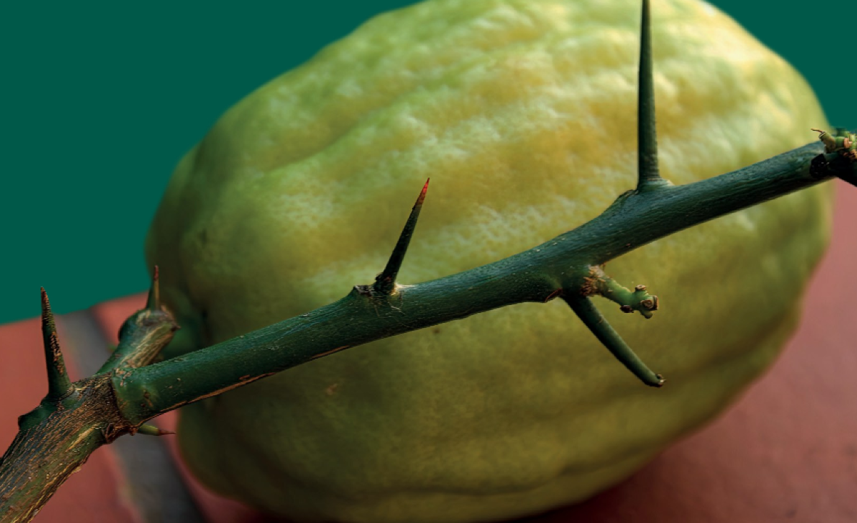 L’ARSAC valorizza il Cedro di Calabria con un nuovo studio del dott. Gianbattista Sollazzo -