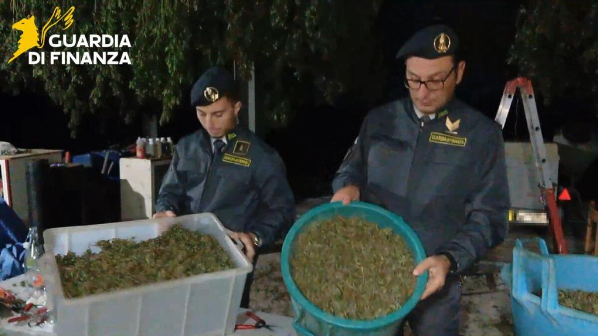Scoperta “fabbrica della droga” a Napoli, sequestrata una tonnellata di cannabis -