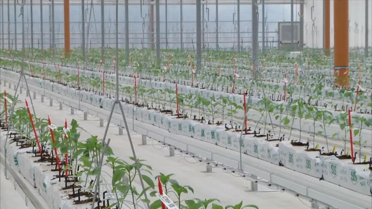 Bayer apre le porte all’innovazione, nuove serre hi-tech a Latina -