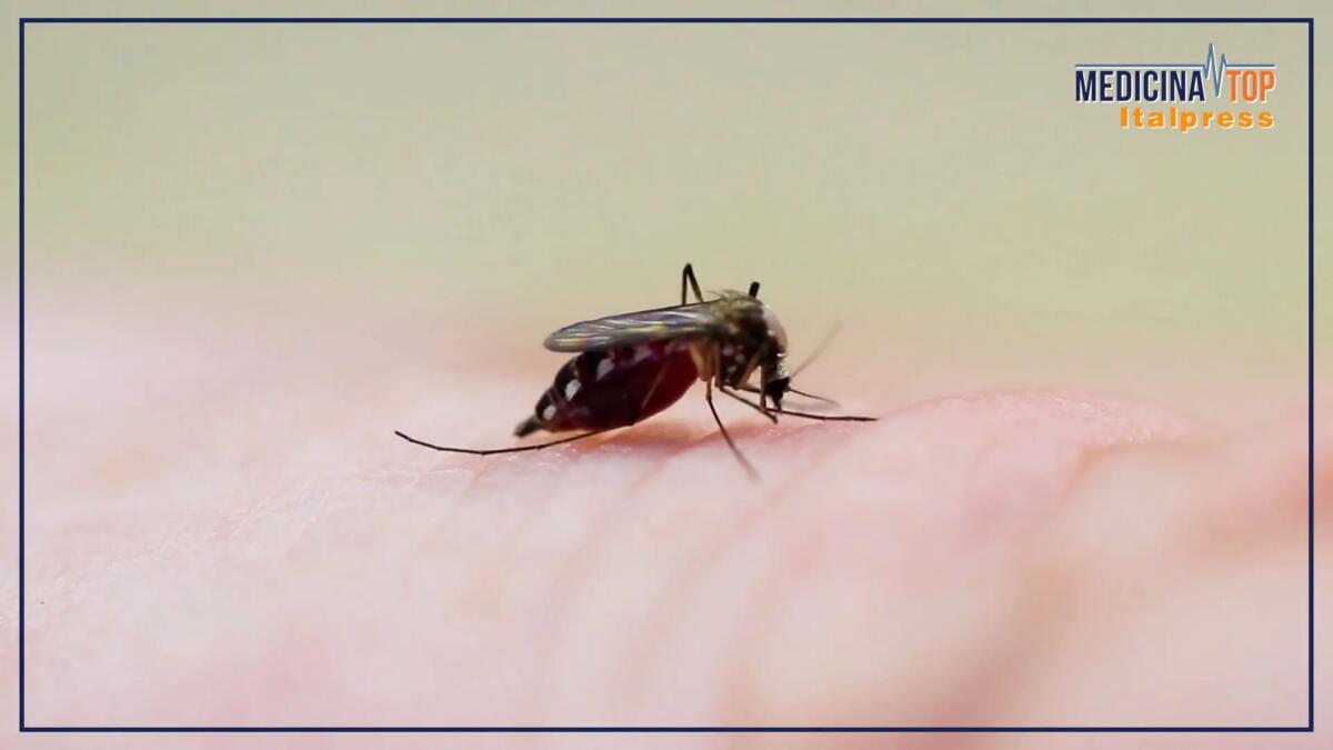 Malattie infettive tropicali, cresce l’attenzione anche in Italia -