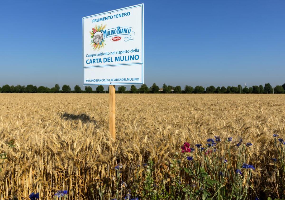 Con “Buongrano” Mulino Bianco porta l’agricoltura rigenerativa a tavola - 