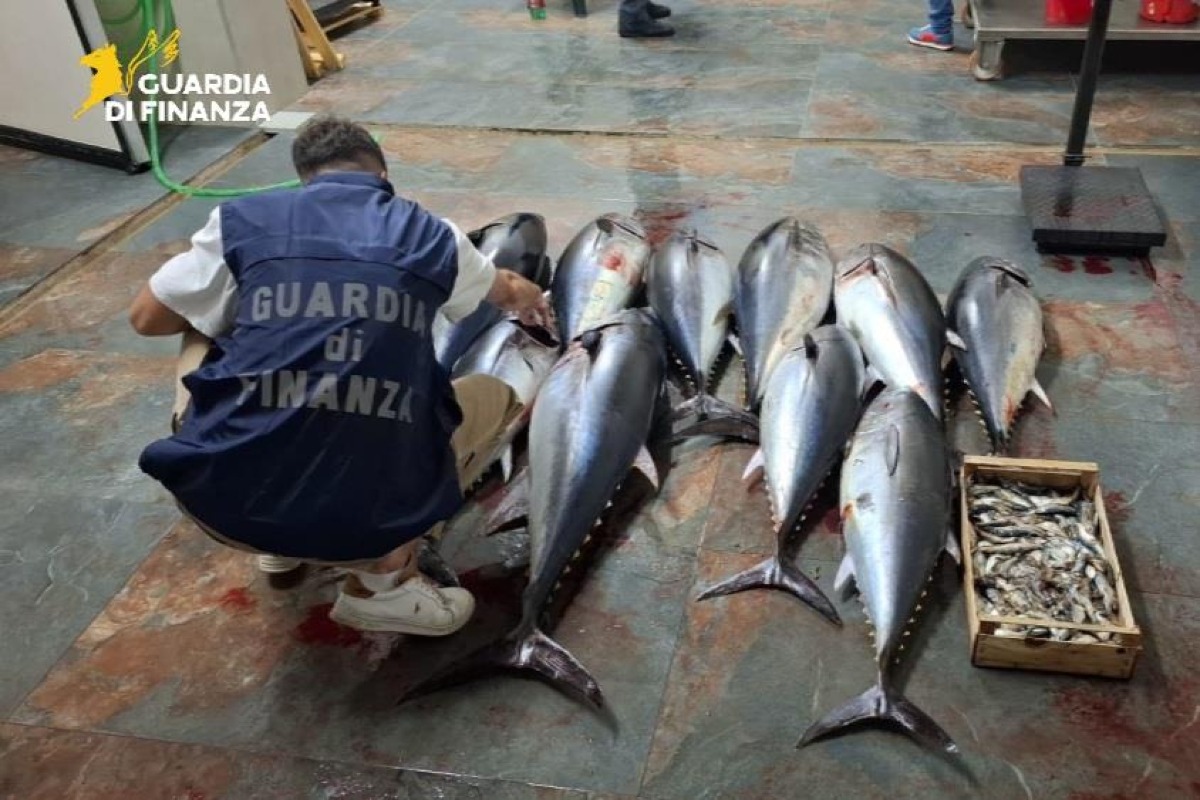 Cirò Marina, sequestrati 270 chili di tonno rosso: scatta la multa da 2.600 euro - 