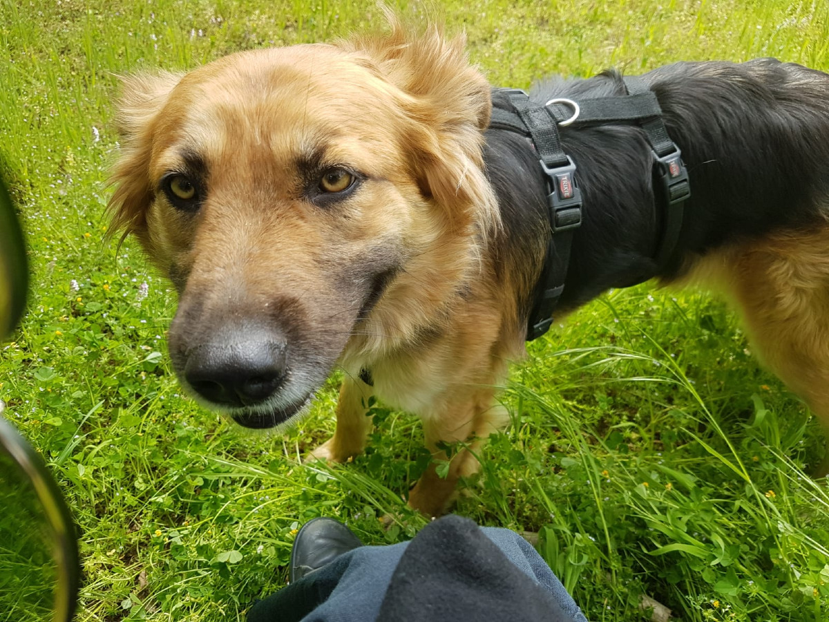 Crotone, uccisa a fucilate Bruna, la cagnolona salvata dalla Russia - 