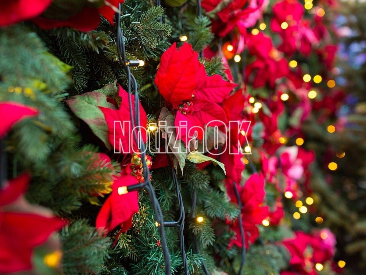 Crotone accende la magia del Natale: tensostruttura, luminarie e albero  - 