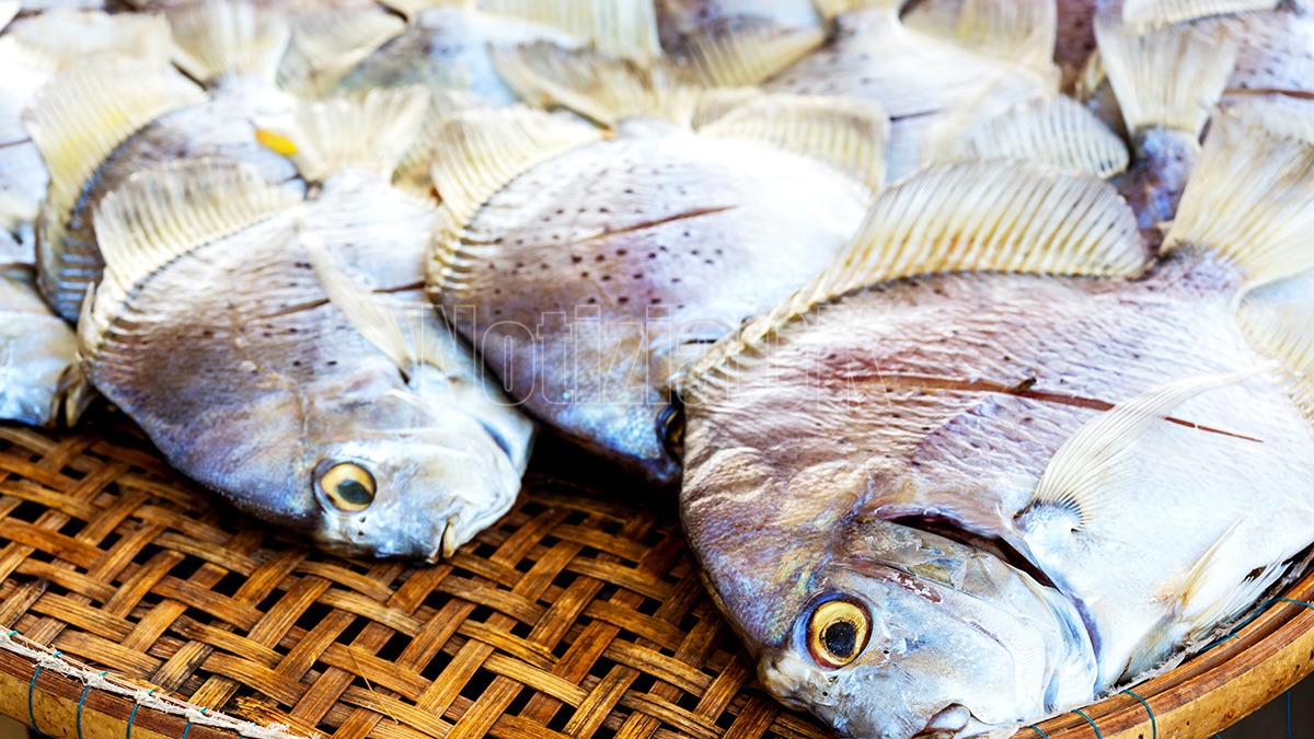 Festa di San Martino a Chiaravalle Centrale: degustazioni e spettacoli in Piazza Carmine - 