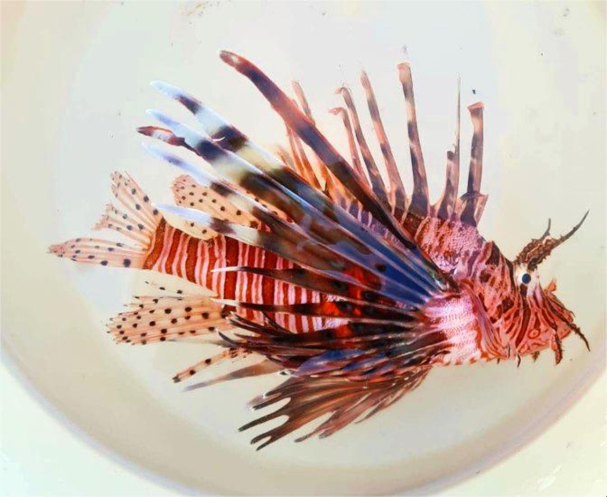 Pesce Scorpione catturato a Praialonga: specie invasiva e velenosa  - 