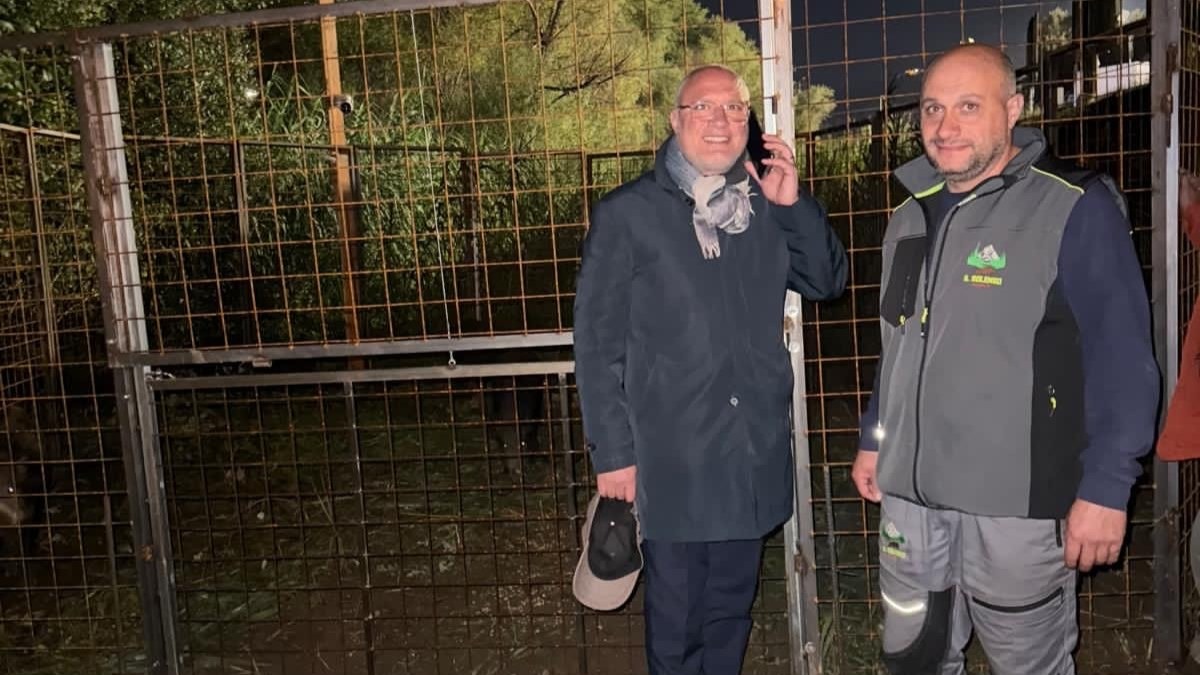 Zumpano: catturati quattro cinghiali nella zona commerciale - 