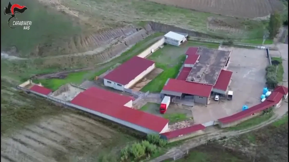 (VIDEO) Macellazione clandestina di cavalli nel Crotonese: un arresto e cinque indagati - 