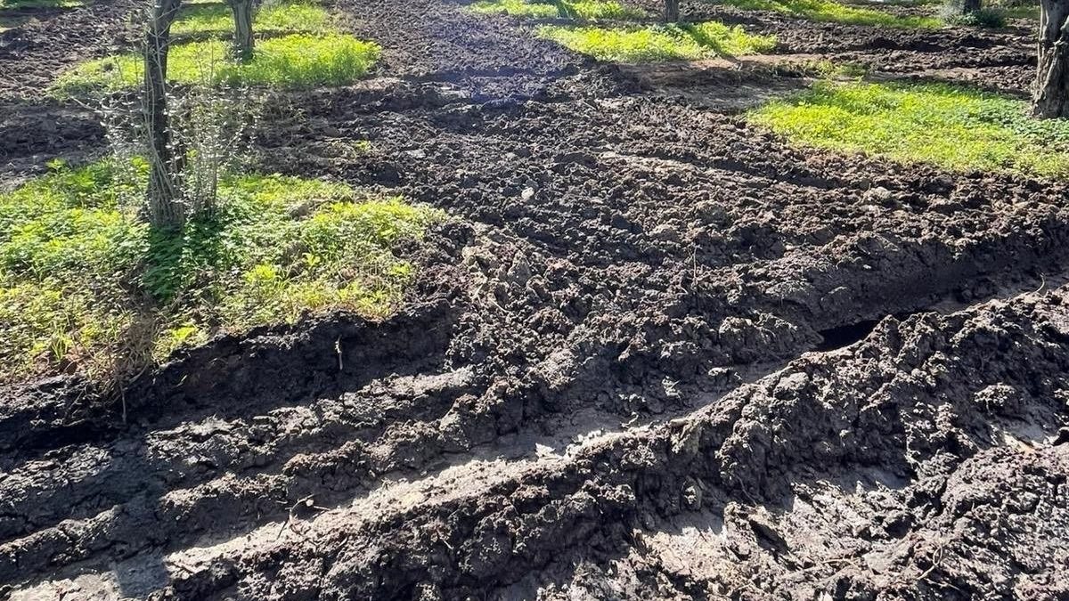 Controlli nei frantoi di Strongoli: tre imprenditori denunciati per violazioni ambientali - 