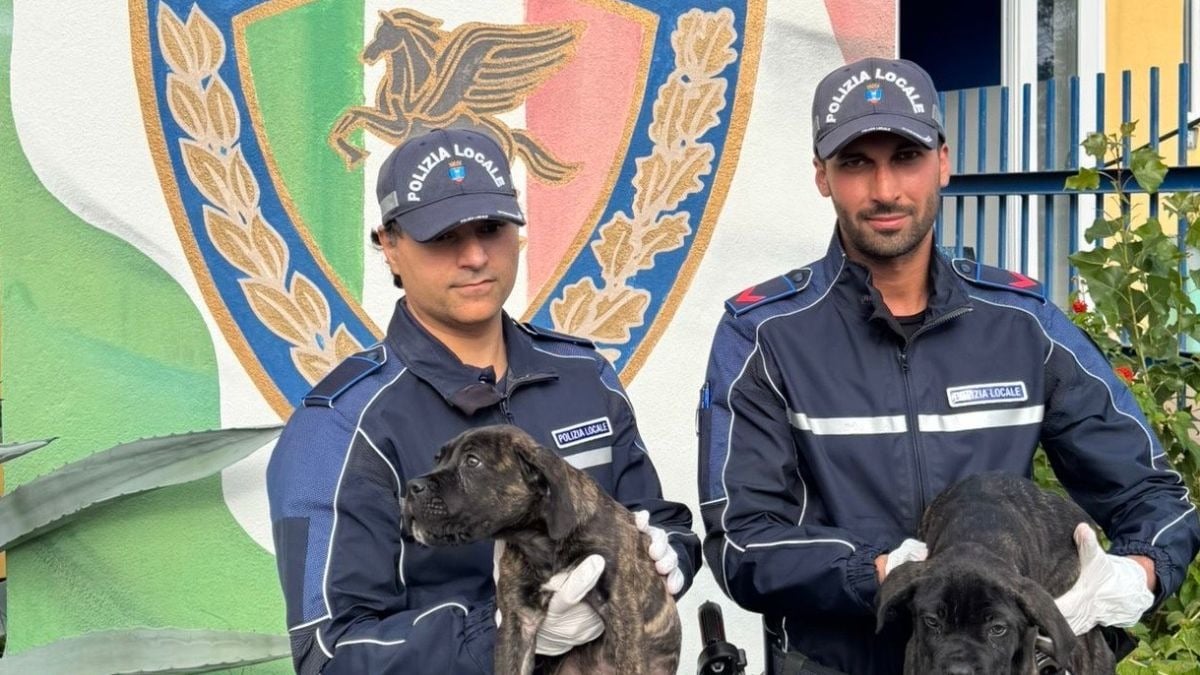 Cuccioli abbandonati sul sagrato di Capocolonna: salvati dalla Polizia Locale: ora cercano casa - 