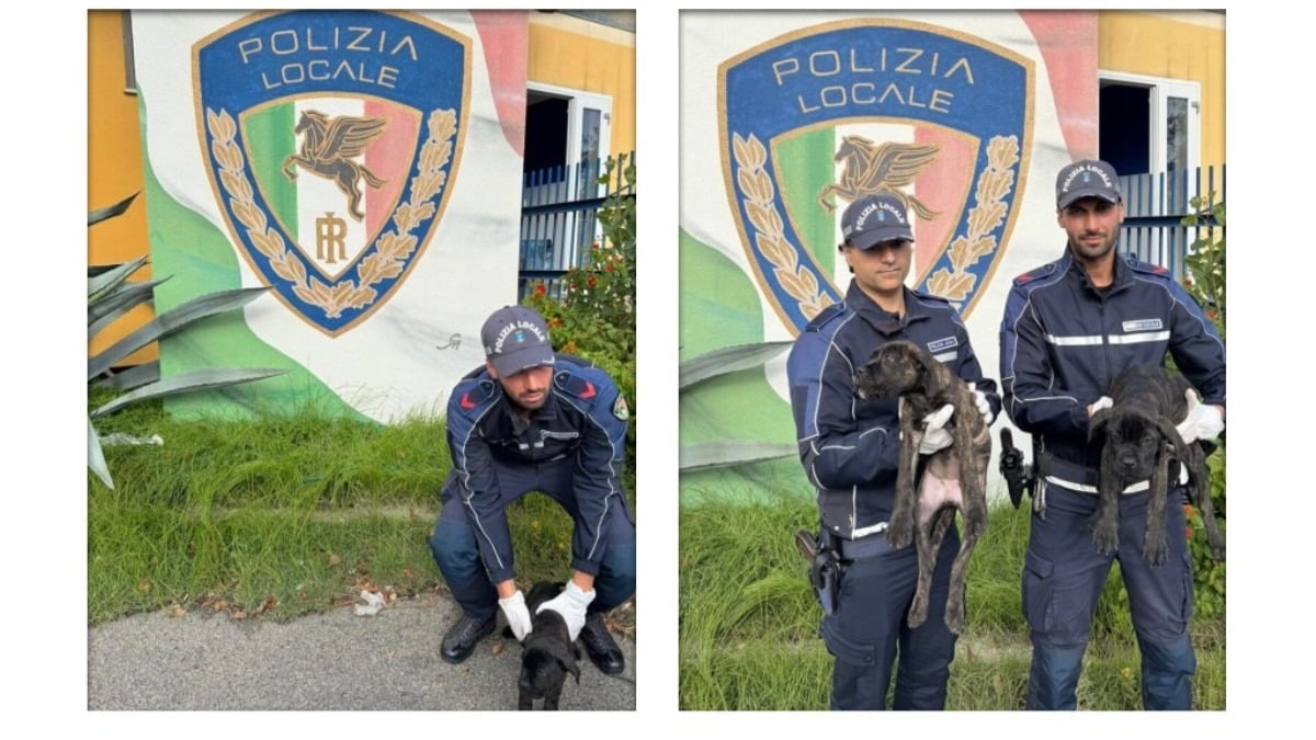 Tre cuccioli abbandonati sul sagrato di Capocolonna: una storia a lieto fine - 