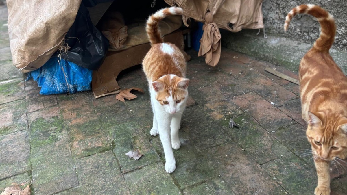 Gatto Arancino, sparisce la cuccia della colonia: residenti di viale Regina Margherita indignati - 