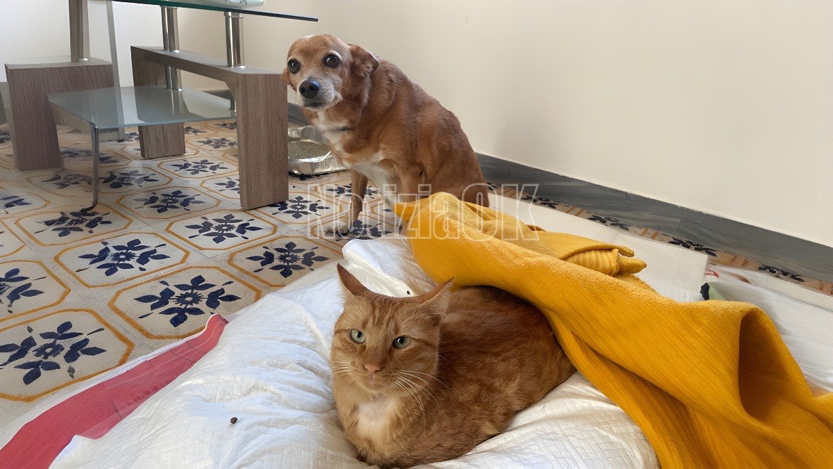 Arancino, il gatto del centro storico, tra cure e solidarietà a Crotone    - 