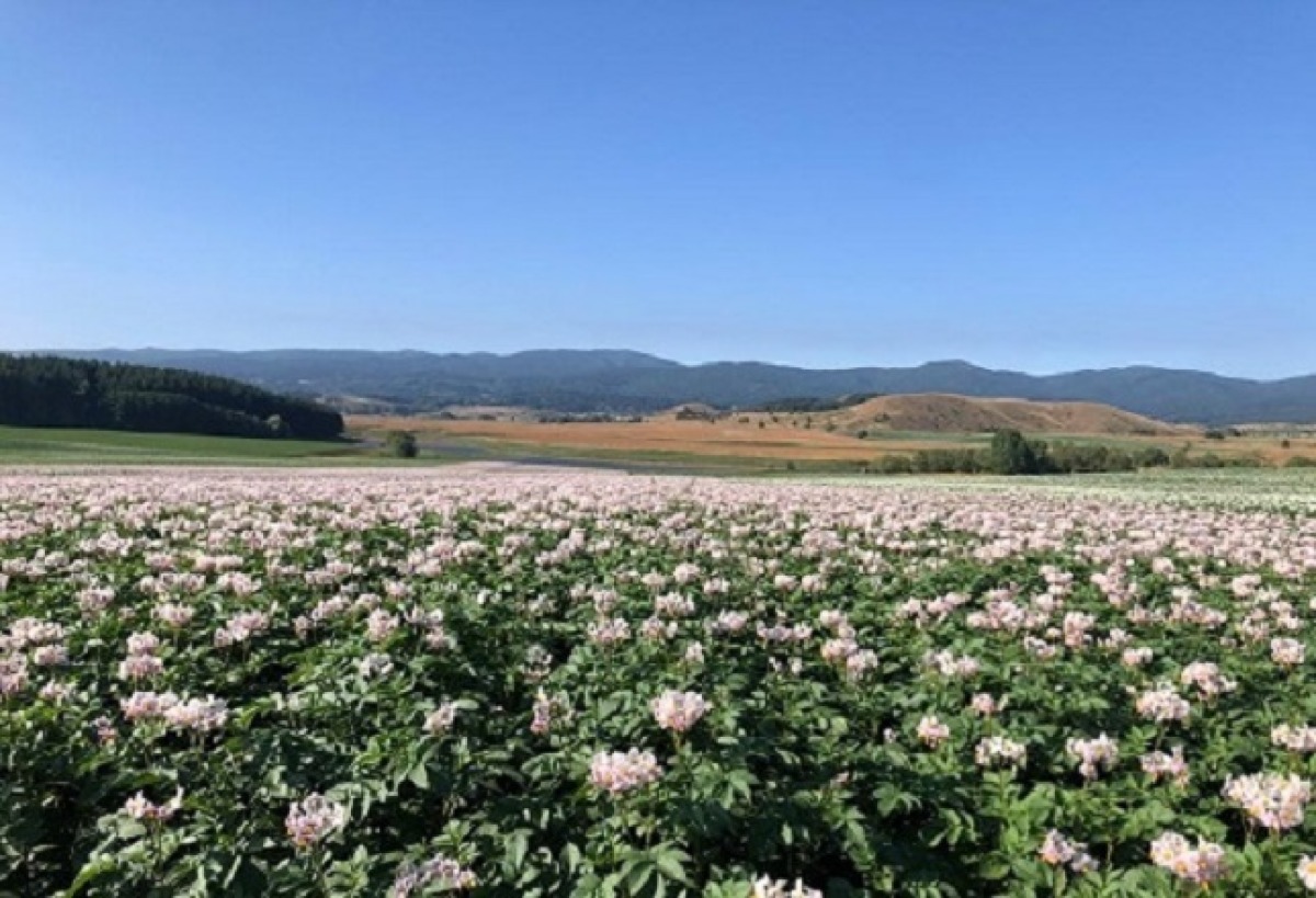 La Patata IGP della Sila approda in Tv e in radio con spot mirati al rispetto per la terra - 