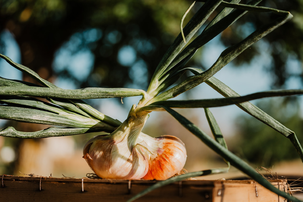 La cipolla di Castrovillari è nuovo presidio Slow Food - 