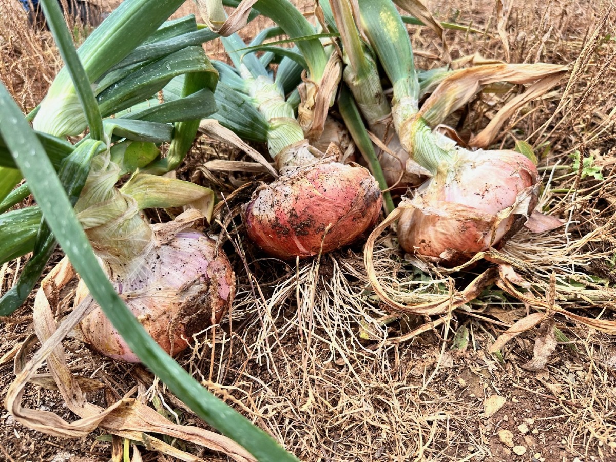 La cipolla che si usava come moneta di scambio: in Calabria un nuovo Presidio Slow Food    - 