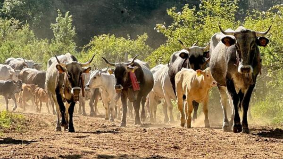 Posticipato al 31 dicembre il termine di pascolo sui monti silani - 