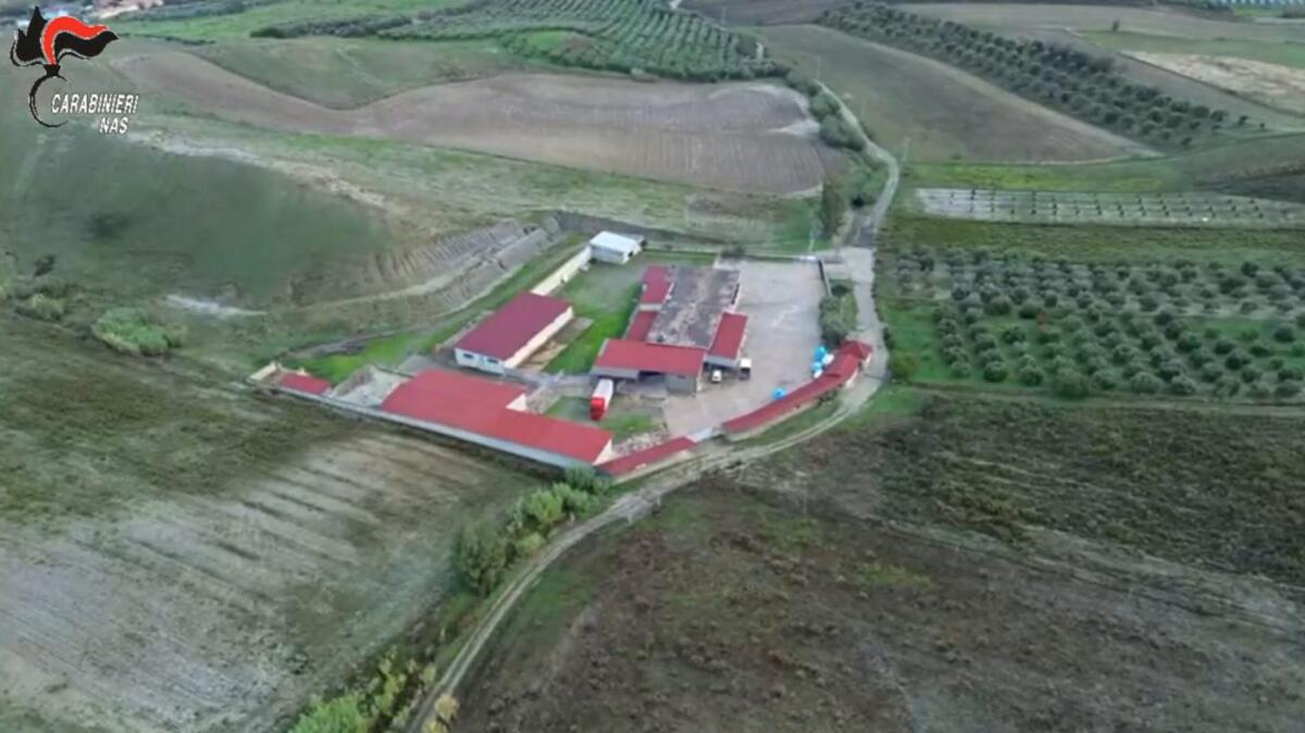 Macellazione clandestina di cavalli, un arresto e 5 denunce nel Crotonese - 