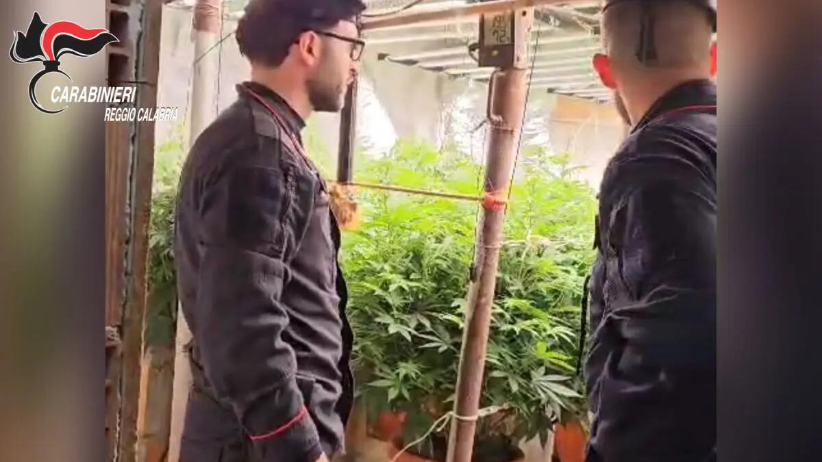 Scoperto un bunker con piantagione “indoor” di marijuana nel Reggino, due denunciati - 