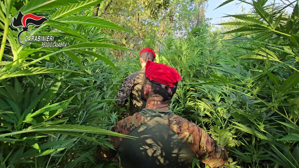 Maxi coltivazione di marijuana nelle campagne del Reggino, un arresto - 