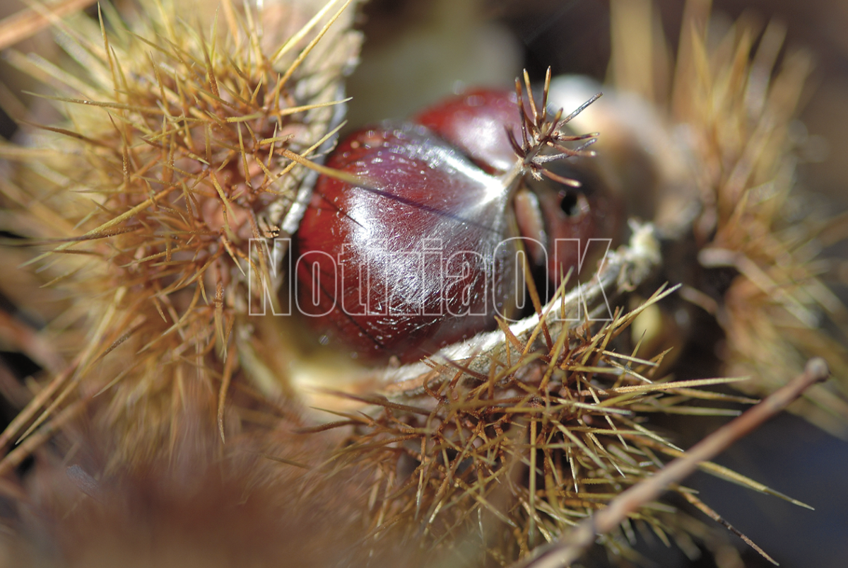 Castagna - Castagne - Riccio Castagne - Ingram