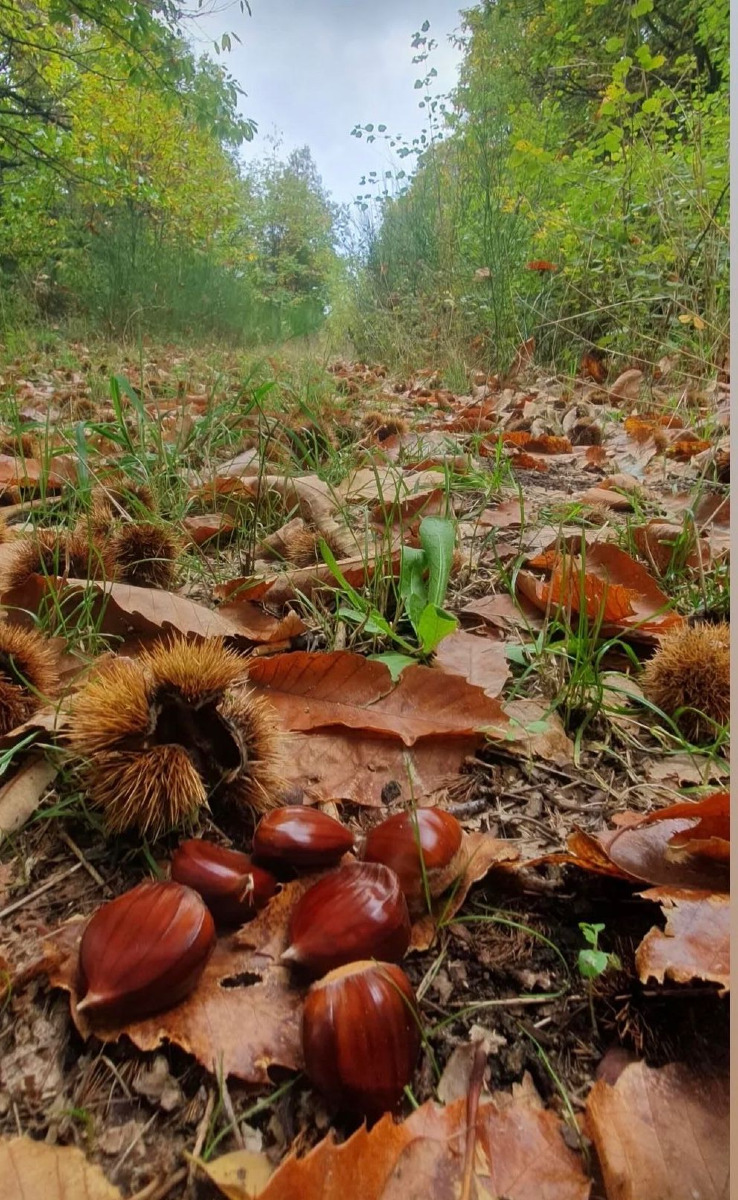 Sagra della castagna Savelli (Cerminara Paolo Proloco Savelli 5.11.2025) 2 