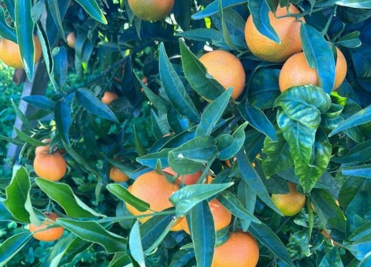 San Cosmo Albanese – Le clementine della Piana di Sibari portano solidarietà a Roma - 