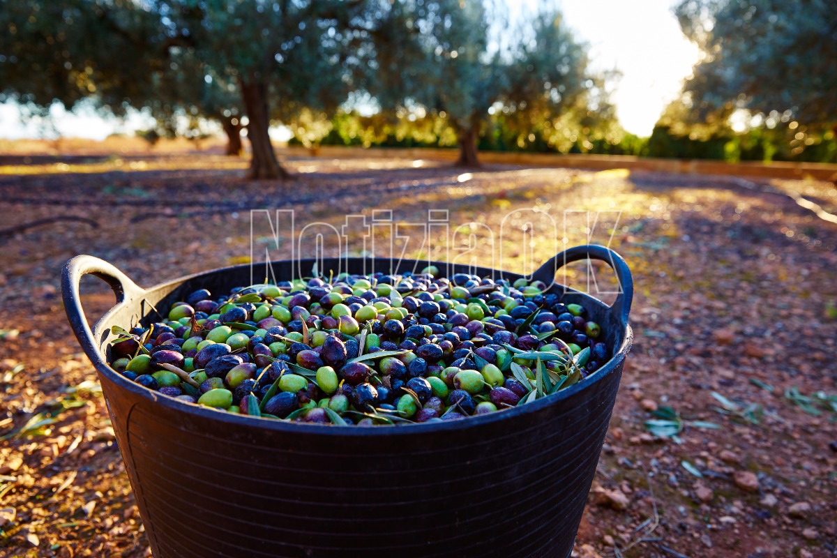 Verzino, nasce il Premio Verzino – Città dell'Olio - 