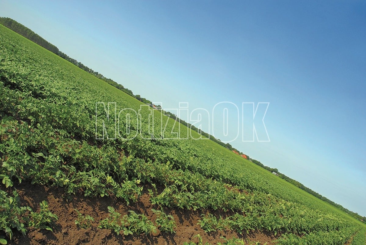 Agricoltura, Federacma: “Ottimo segnale i 10 milioni di euro per adeguamento trattori. Sia inizio di un percorso” - 