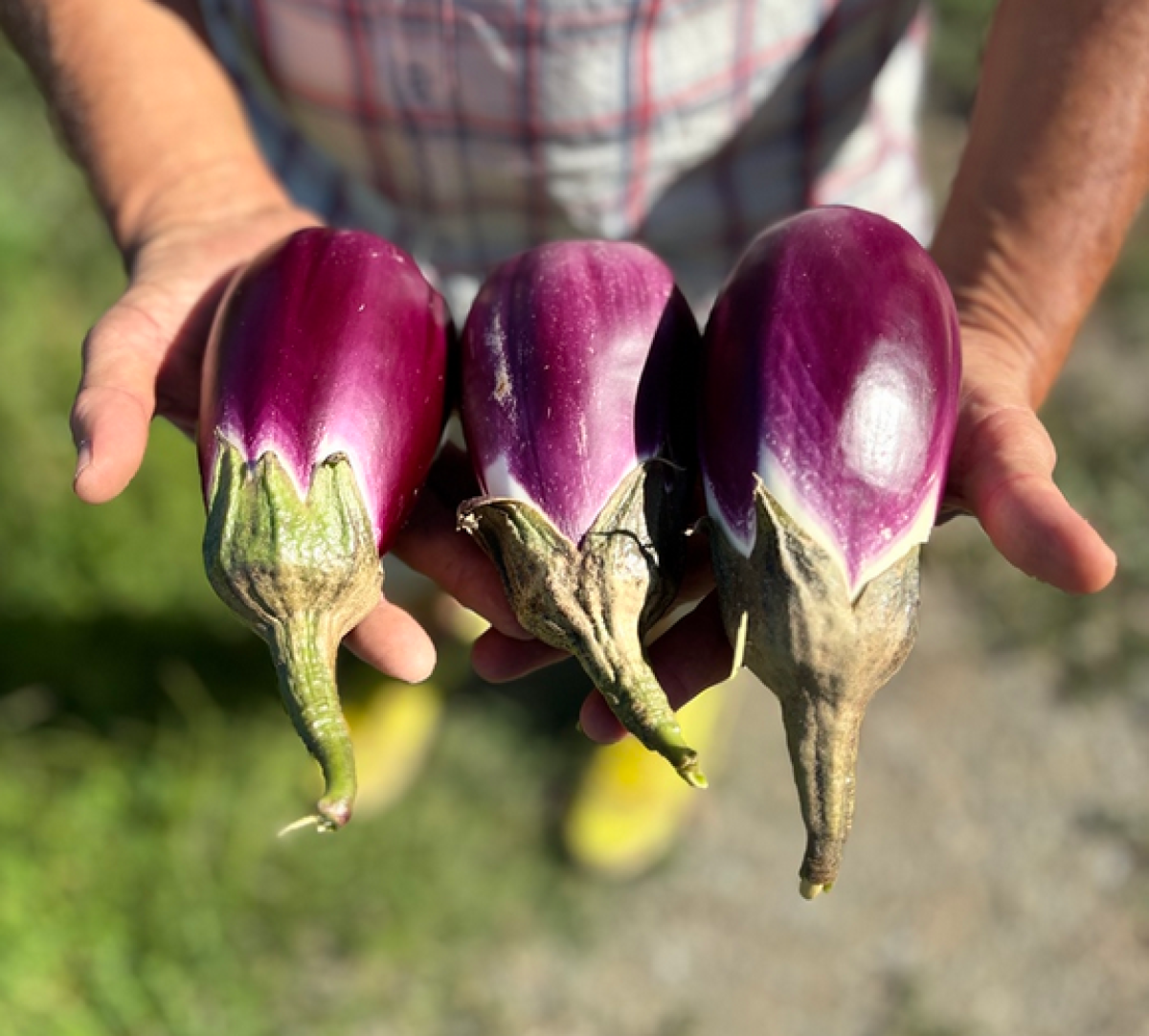 La violetta di Longobardi diventa Presidio Slow Food - 