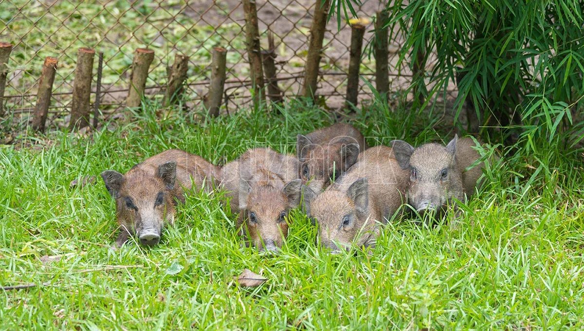 Zumpano - Catturati altri cinghiali  - 