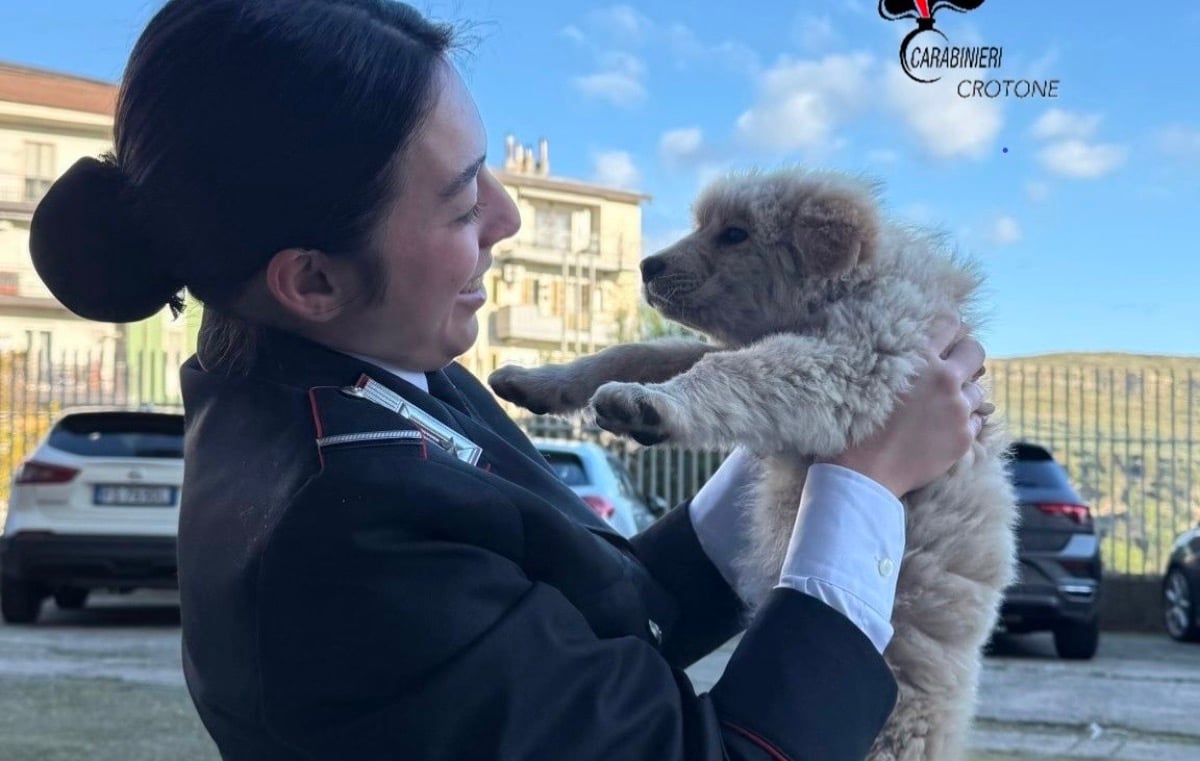 Eroe in divisa salva "Fiamma": la cagnolina smarrita a Petilia Policastro - 