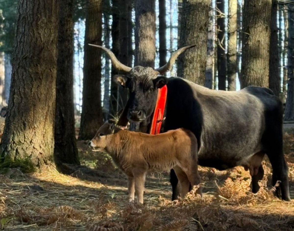 Mesoraca, nuovi Sentieri nella Riserva del Vergari: 50 km di Trekking per l'Estate - 