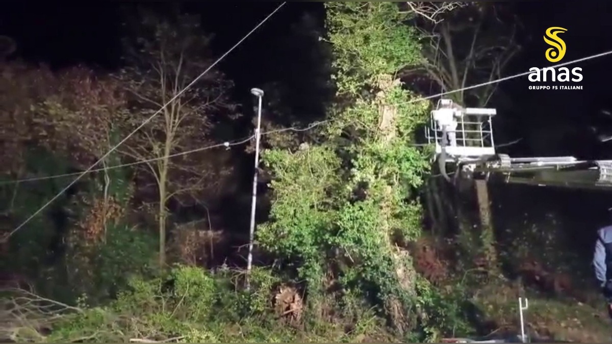 (VIDEO) Rimozione di cinque alberi instabili sulla strada statale 713 “Delle Serre Calabre” - 