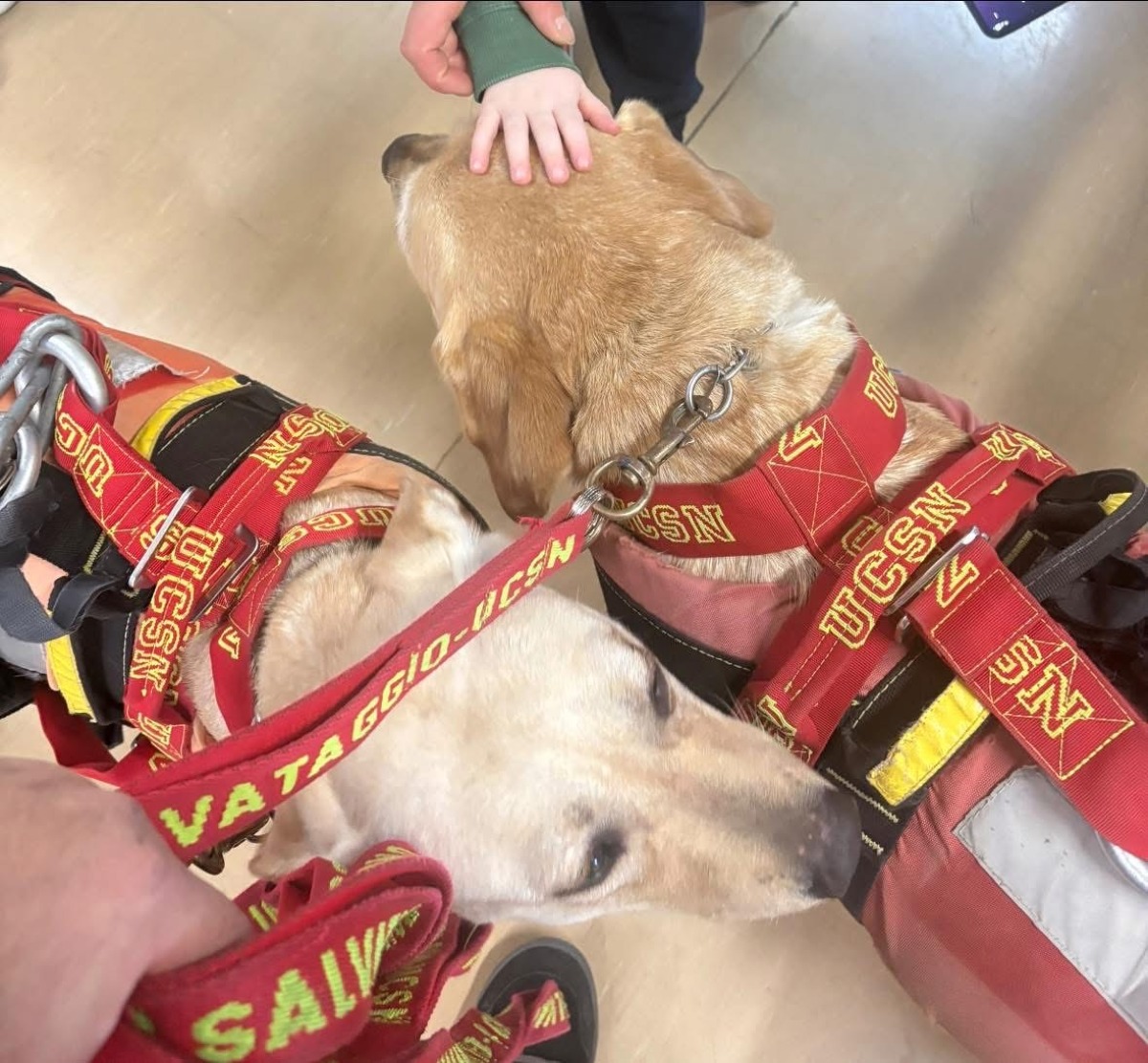 Proseguono le giornate di Pet Therapy all’Ospedale di Lamezia Terme - 